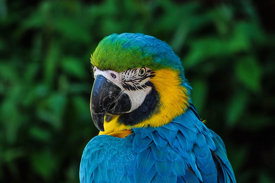 A close-up of a blue and yellow macaw parrot with green foliage in the background.