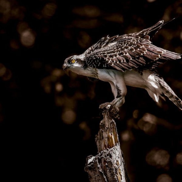 A brown and white bird of prey with yellow eyes perches on a jagged tree stump against a dark, blurred background.