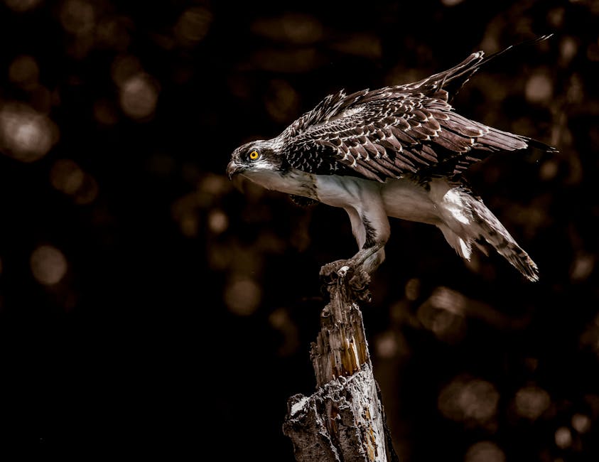 A brown and white bird of prey with yellow eyes perches on a jagged tree stump against a dark, blurred background.