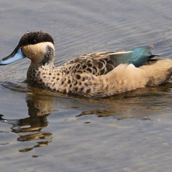 A duck with a blue bill and speckled brown plumage swims in shallow water, with a small patch of teal on its wing.