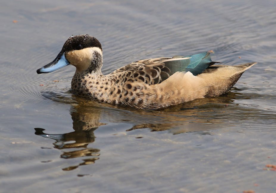 A duck with a blue bill and speckled brown plumage swims in shallow water, with a small patch of teal on its wing.