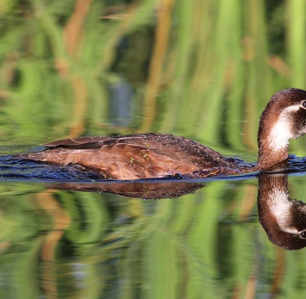 A brown duck swims in calm water, with green vegetation in the background and its reflection visible on the surface.