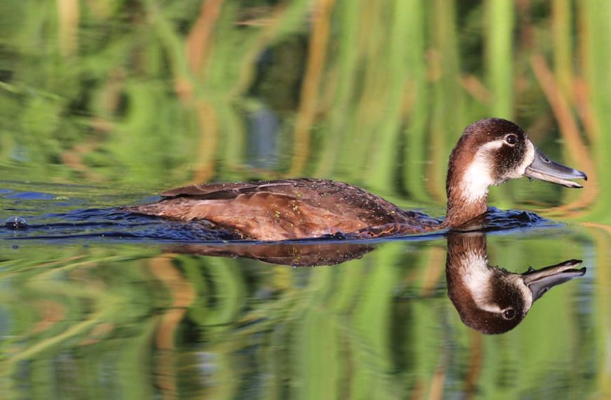 A brown duck swims in calm water, with green vegetation in the background and its reflection visible on the surface.
