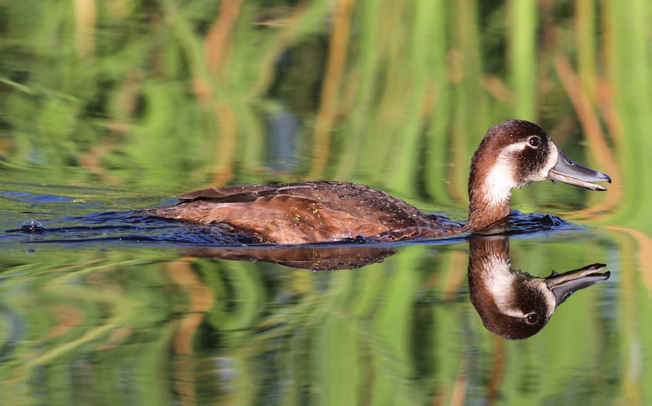 A brown duck swims in calm water, with green vegetation in the background and its reflection visible on the surface.