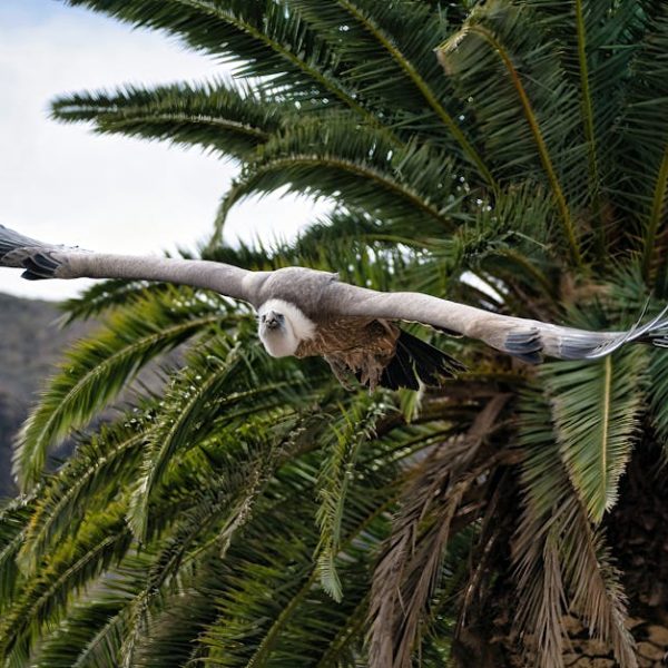 A large bird with outstretched wings flies in front of green palm tree fronds, with a rocky landscape in the background.