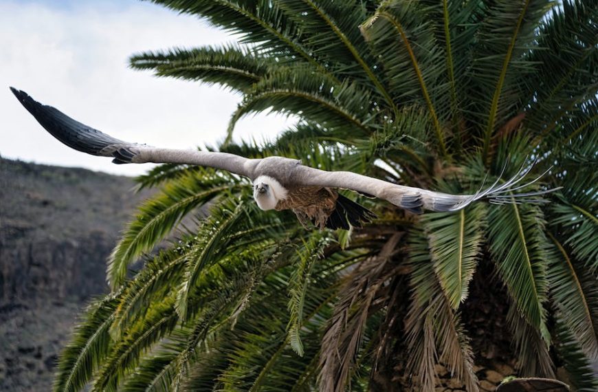A large bird with outstretched wings flies in front of green palm tree fronds, with a rocky landscape in the background.