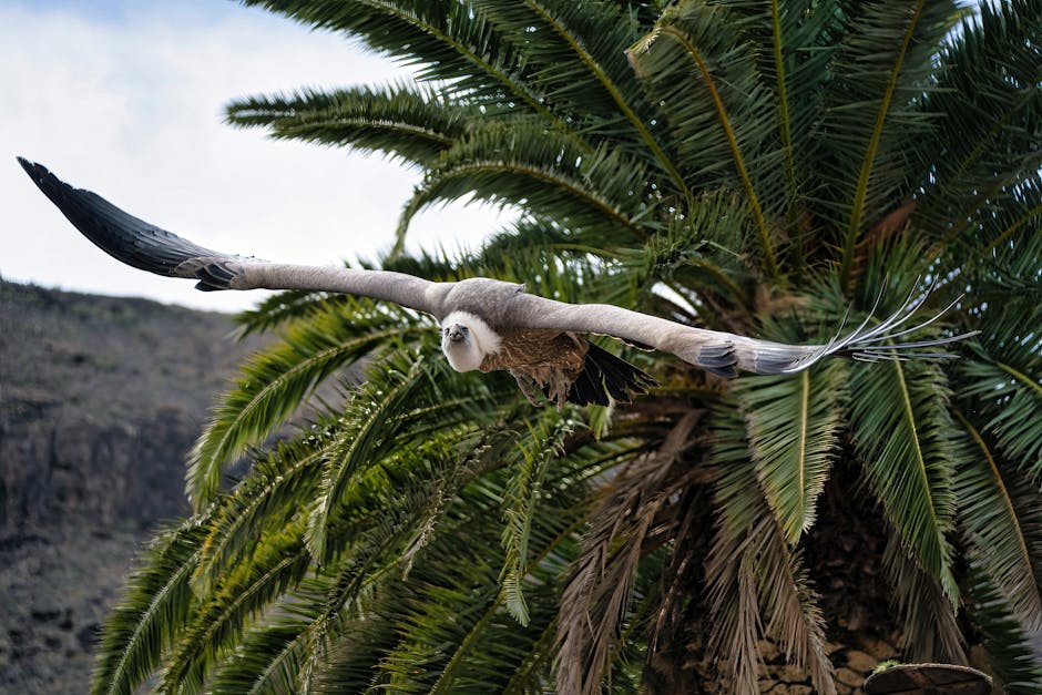 A large bird with outstretched wings flies in front of green palm tree fronds, with a rocky landscape in the background.