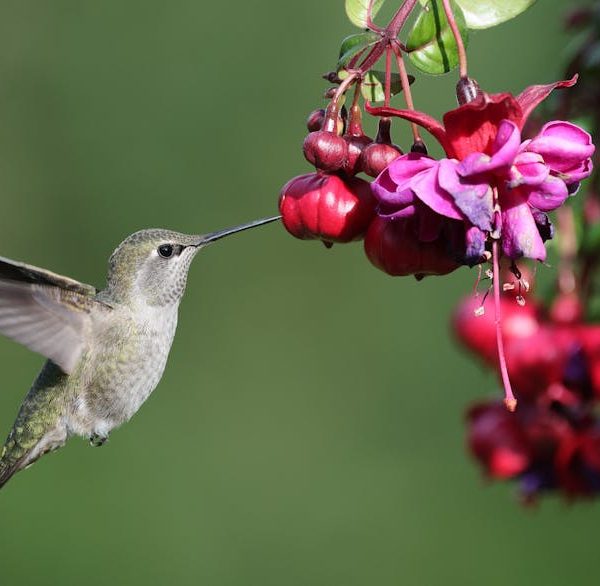 A hummingbird hovers in mid-air while feeding from a cluster of vibrant purple and red flowers against a green background.