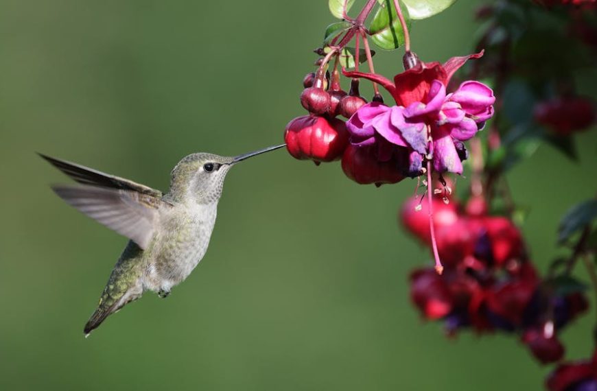 A hummingbird hovers in mid-air while feeding from a cluster of vibrant purple and red flowers against a green background.