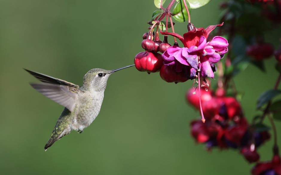A hummingbird hovers in mid-air while feeding from a cluster of vibrant purple and red flowers against a green background.