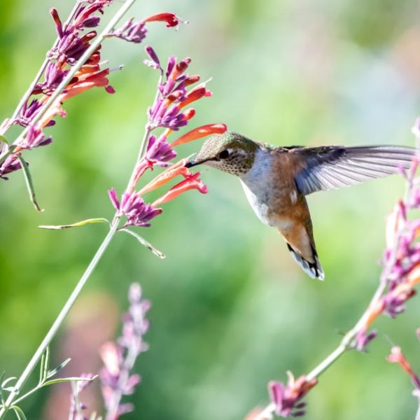 A hummingbird hovers in mid-air while feeding from a cluster of red and purple tubular flowers with a blurred green background.