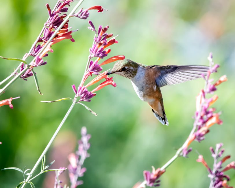 A hummingbird hovers in mid-air while feeding from a cluster of red and purple tubular flowers with a blurred green background.