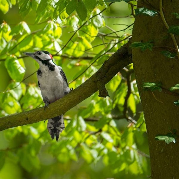 A black and white woodpecker perched on a tree branch surrounded by green leaves in daylight.