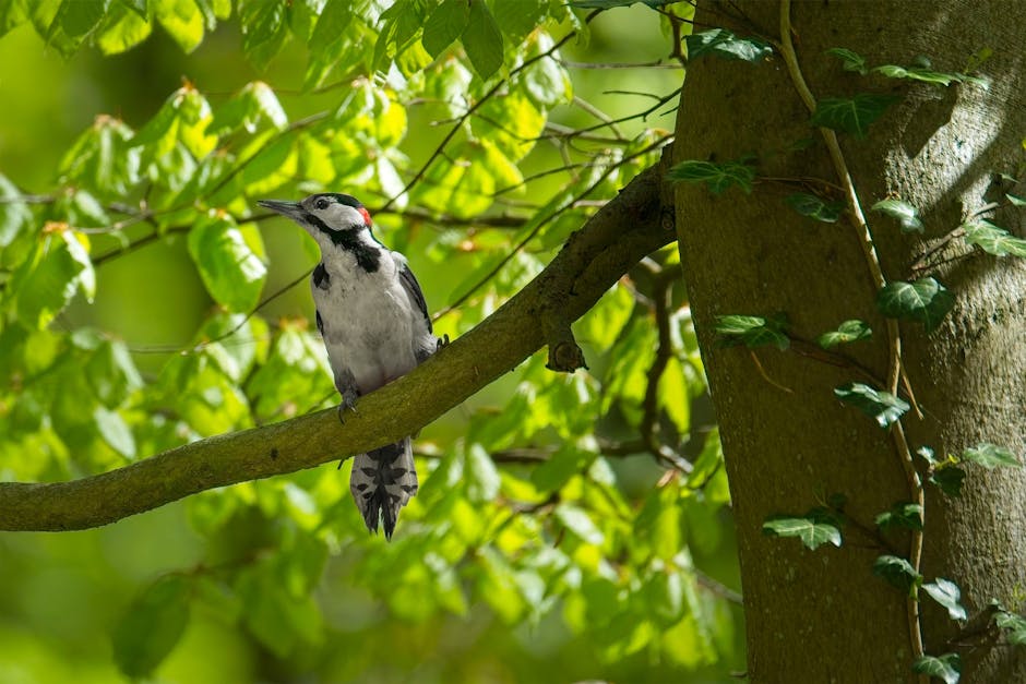 A black and white woodpecker perched on a tree branch surrounded by green leaves in daylight.