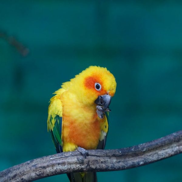 A yellow and orange parrot is perched on a branch, holding food in its claw against a blurred teal background.