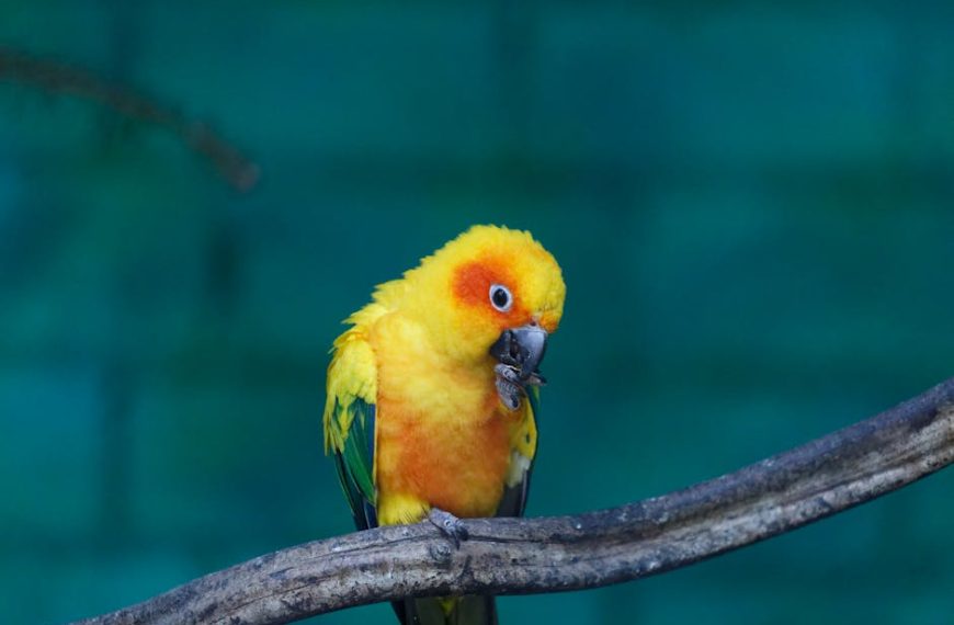 A yellow and orange parrot is perched on a branch, holding food in its claw against a blurred teal background.