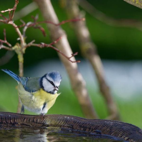 A blue tit bird perches on the edge of a water basin outdoors, with tree branches and greenery in the background.