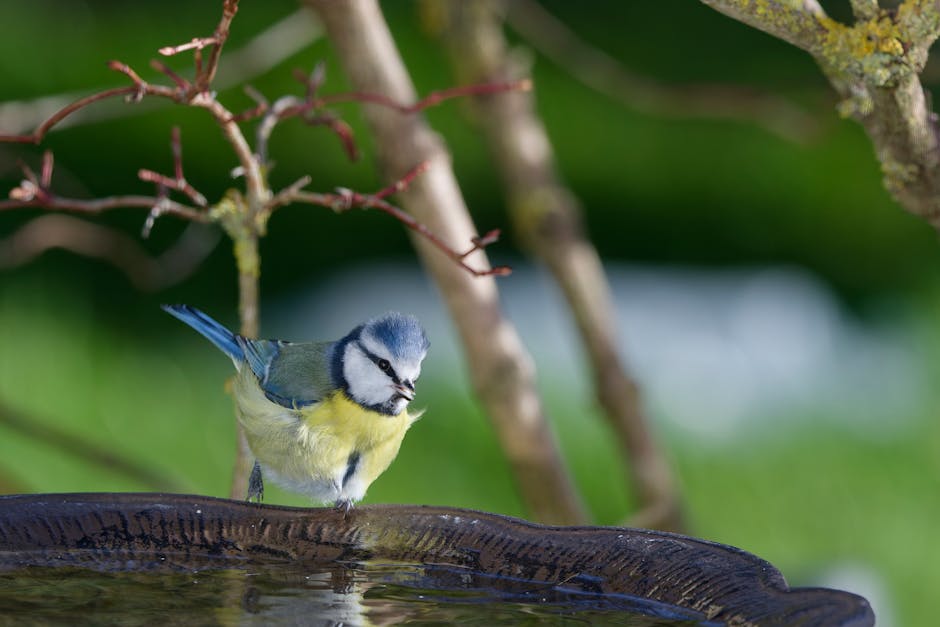 A blue tit bird perches on the edge of a water basin outdoors, with tree branches and greenery in the background.