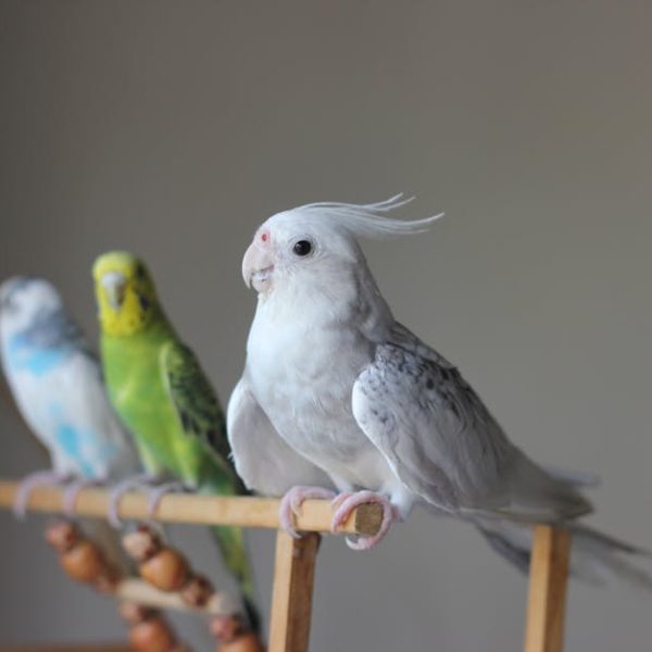 Three birds, including a white cockatiel and two parakeets, are perched on a wooden stand against a plain background.