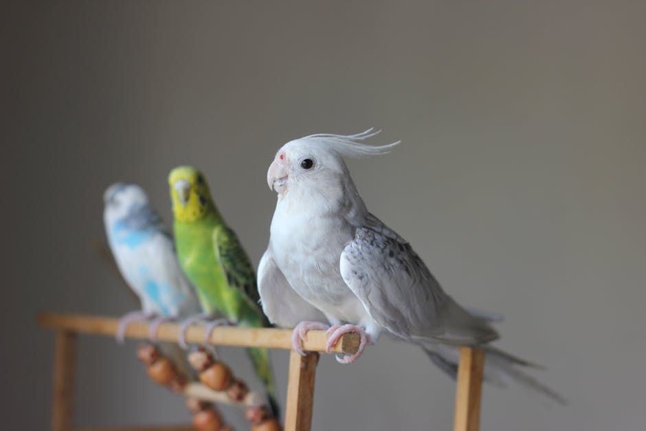 Three birds, including a white cockatiel and two parakeets, are perched on a wooden stand against a plain background.