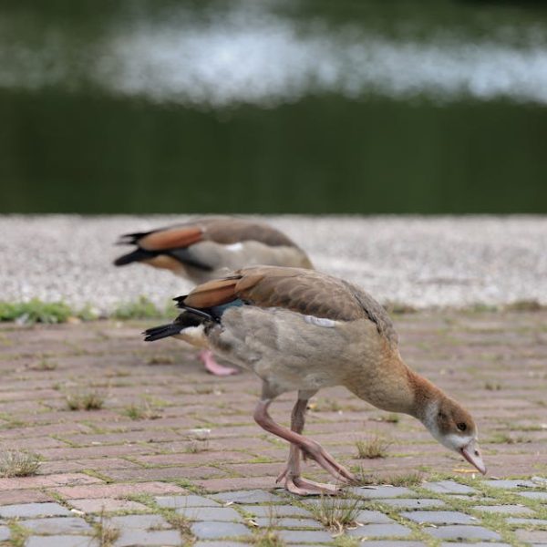 Two brown and beige ducks forage on a paved surface near a body of water, with greenery reflected in the background.
