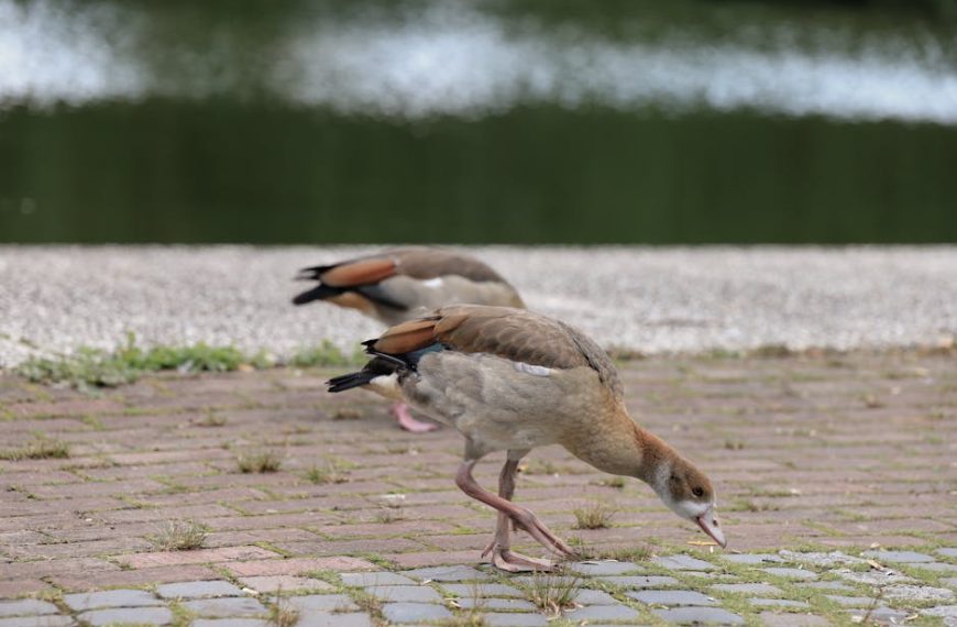 Two brown and beige ducks forage on a paved surface near a body of water, with greenery reflected in the background.