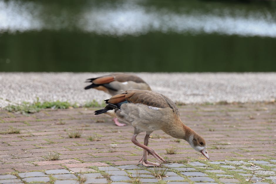 Two brown and beige ducks forage on a paved surface near a body of water, with greenery reflected in the background.