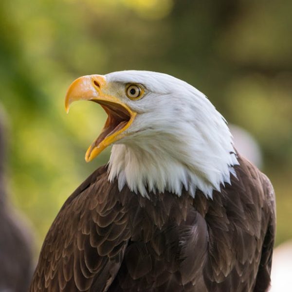A bald eagle with its beak open, facing left, is shown in close-up with blurred greenery in the background.