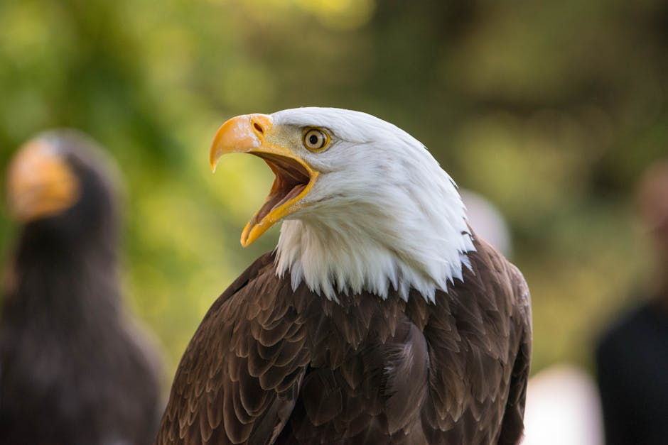 A bald eagle with its beak open, facing left, is shown in close-up with blurred greenery in the background.