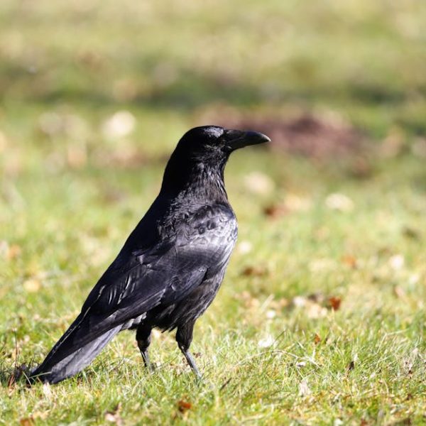 A black crow stands on green grass with a blurred background.