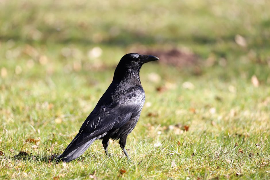 A black crow stands on green grass with a blurred background.