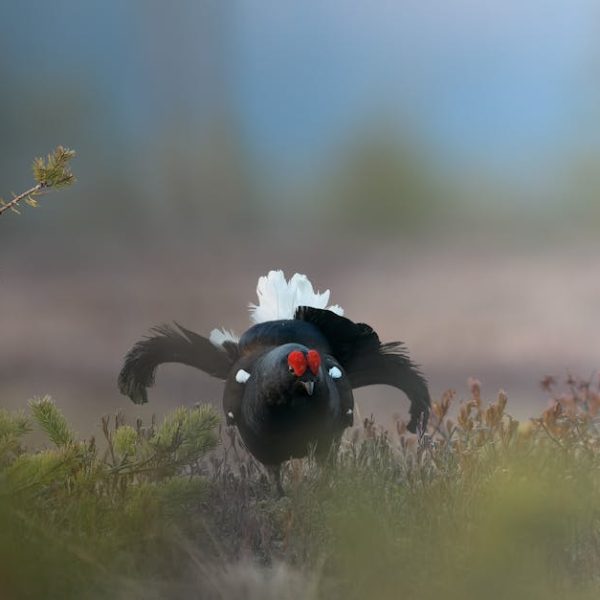 A black grouse with white markings and a red wattle displays its feathers on grassy ground, with blurred vegetation and soft light in the background.