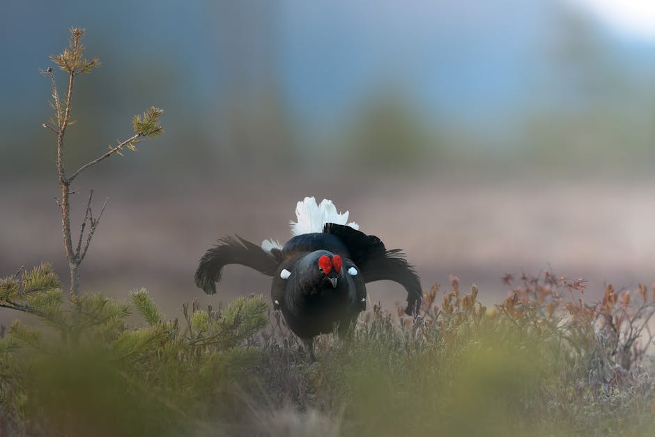 A black grouse with white markings and a red wattle displays its feathers on grassy ground, with blurred vegetation and soft light in the background.