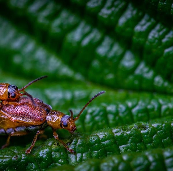 Two brown beetles are mating on the surface of a large, textured green leaf.