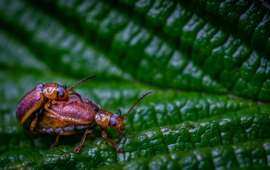 Two brown beetles are mating on the surface of a large, textured green leaf.