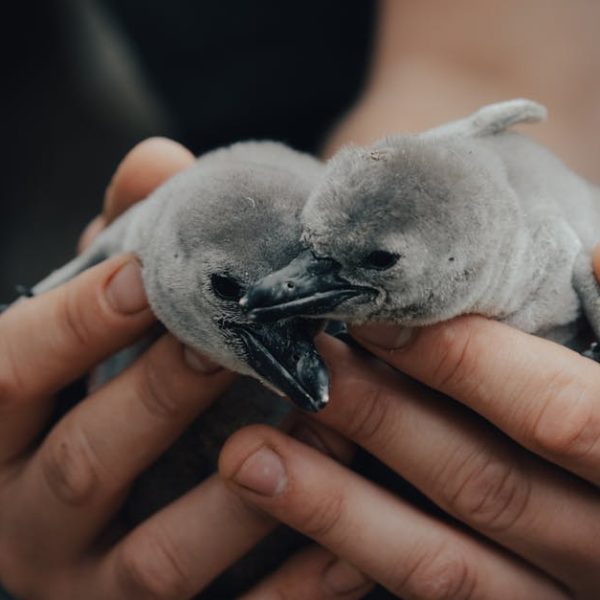 Two fluffy penguin chicks are gently held in a person's hands, with one chick appearing to nuzzle or peck the other.