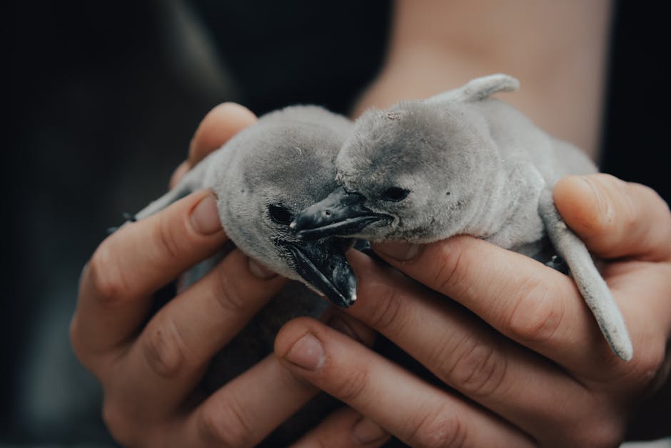 Two fluffy penguin chicks are gently held in a person's hands, with one chick appearing to nuzzle or peck the other.