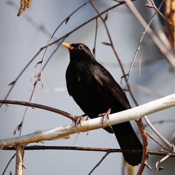 A blackbird with an orange beak perched on a thin, leafless tree branch, with a blurred background.