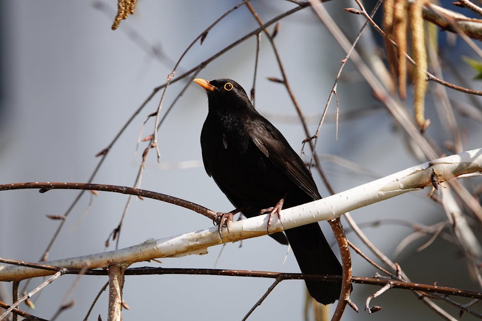 A blackbird with an orange beak perched on a thin, leafless tree branch, with a blurred background.