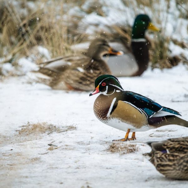A group of ducks stands on snow-covered ground with dry grass in the background. The duck in the foreground has colorful plumage.