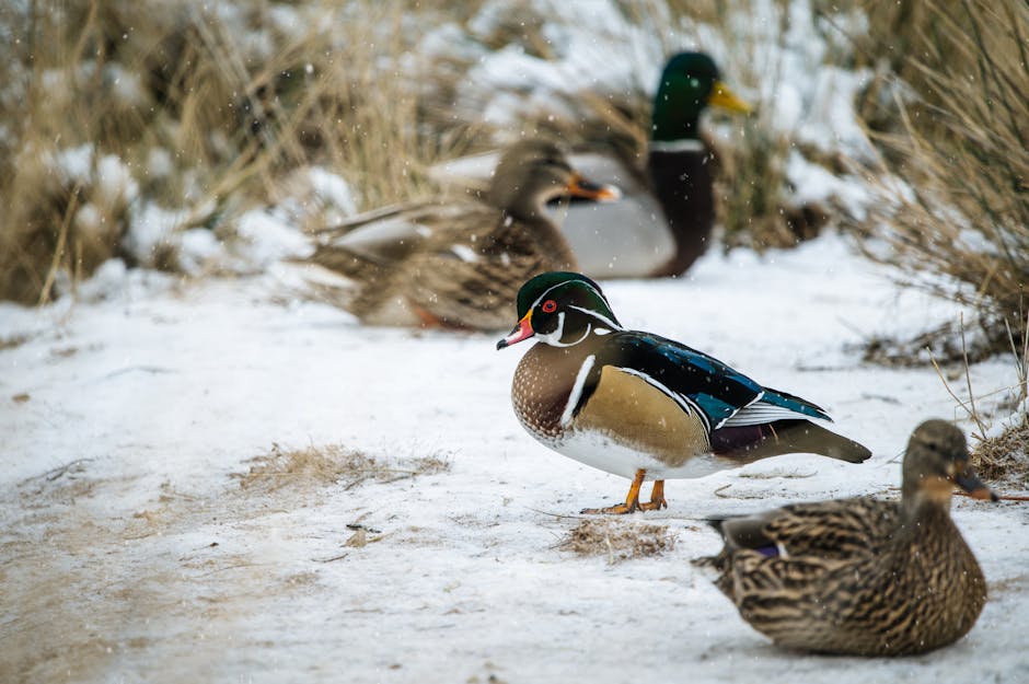 A group of ducks stands on snow-covered ground with dry grass in the background. The duck in the foreground has colorful plumage.