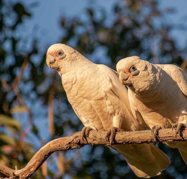 Two white cockatoos are perched side by side on a tree branch with a blurred background of leaves and blue sky.