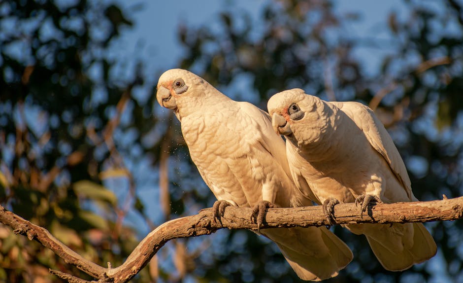 Two white cockatoos are perched side by side on a tree branch with a blurred background of leaves and blue sky.