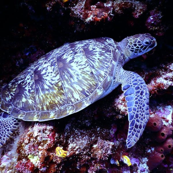 A sea turtle with a patterned shell and flippers swims close to a rocky, coral-covered ocean floor.