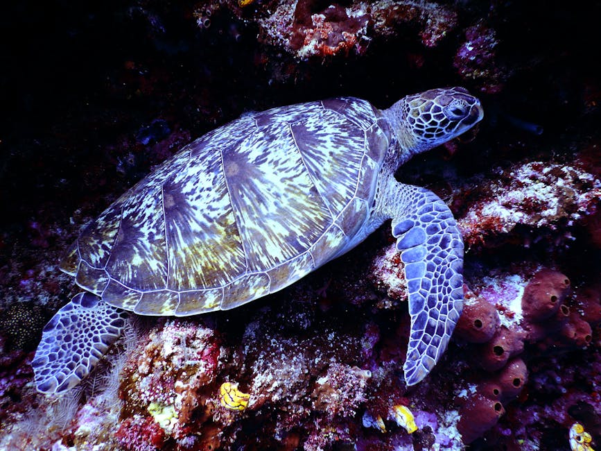 A sea turtle with a patterned shell and flippers swims close to a rocky, coral-covered ocean floor.