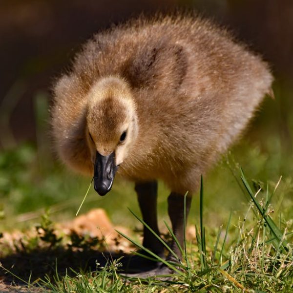 A fluffy brown gosling stands on grass, looking downward with a small piece of greenery in its beak.