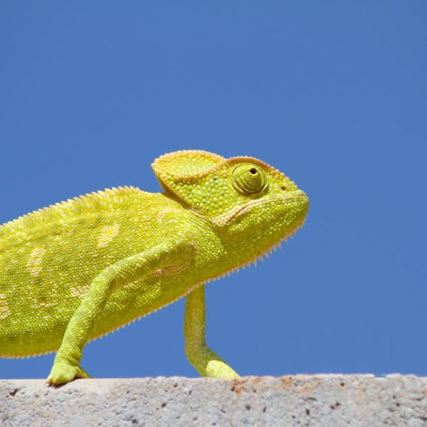 A bright green chameleon stands on a concrete surface against a clear blue sky.