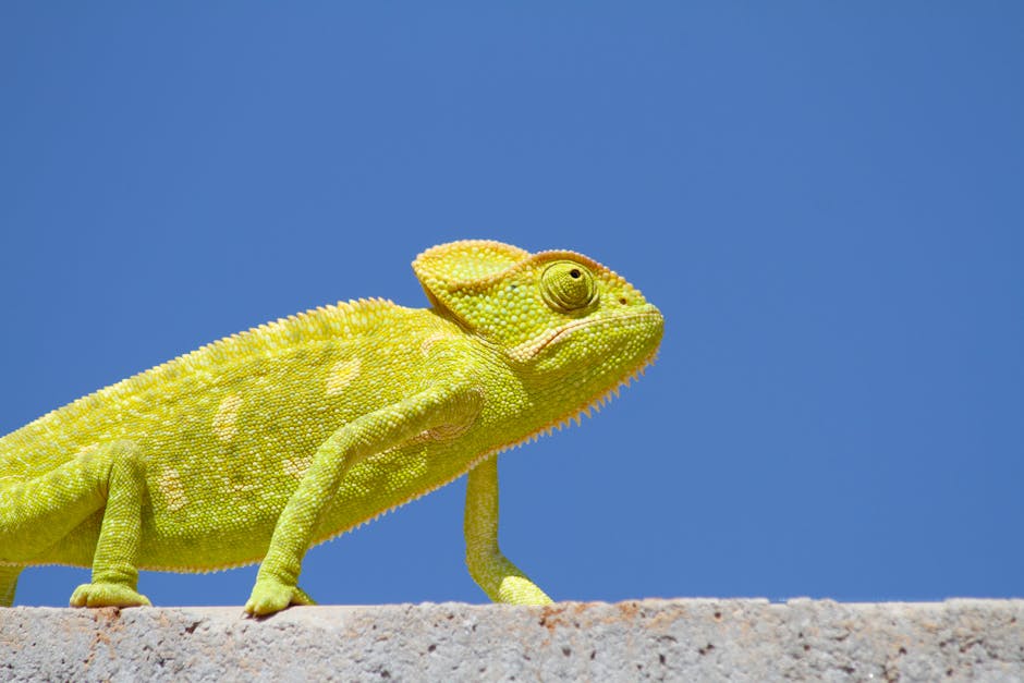 A bright green chameleon stands on a concrete surface against a clear blue sky.