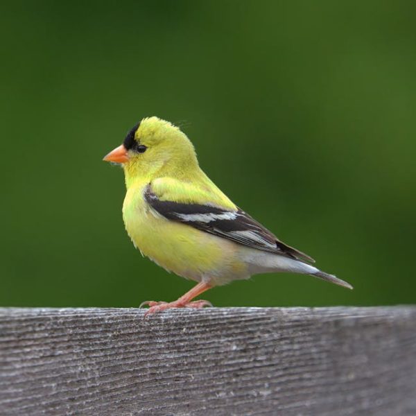 A small yellow bird with black and white wings is perched on a wooden surface against a blurred green background.