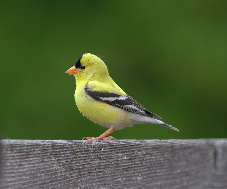 A small yellow bird with black and white wings is perched on a wooden surface against a blurred green background.
